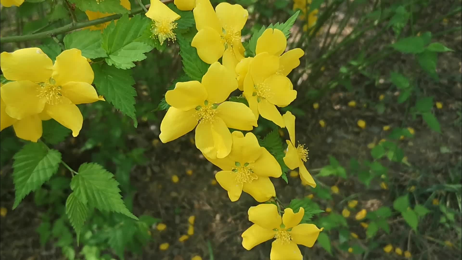五个花瓣棣棠花盛开了视频的预览图