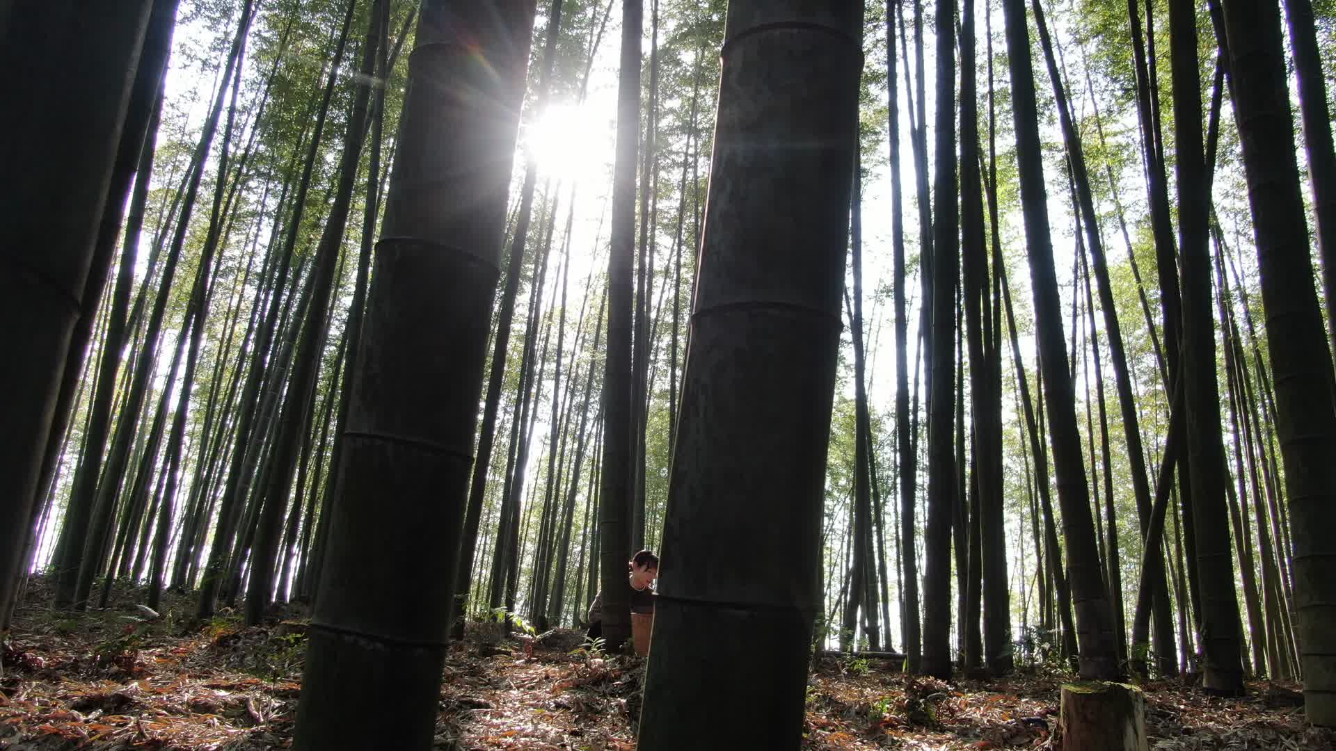 挖竹笋阳光穿透竹林林下经济航拍视频视频的预览图