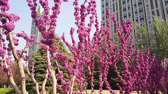 美丽紫荆花盛开了视频的预览图