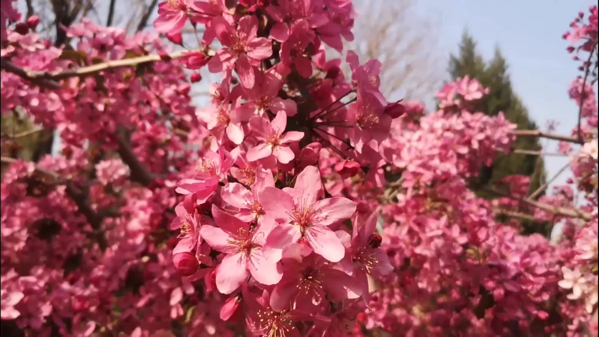红色海棠花开的很美丽视频的预览图