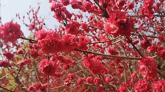 美丽红色樱花开了视频的预览图