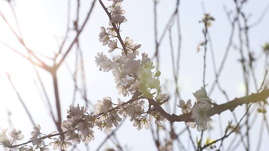 阳光花朵花卉春色梨花开放视频视频的预览图