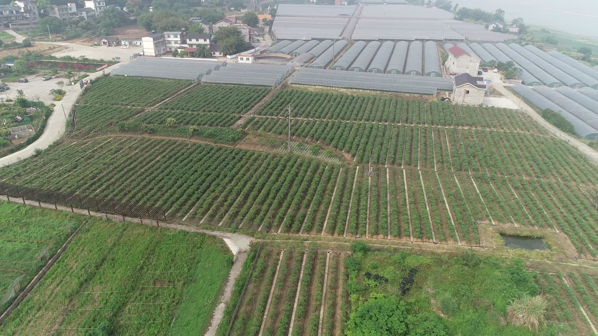 蔬菜基地航拍视频草莓基地大棚蔬菜高清视频视频的预览图