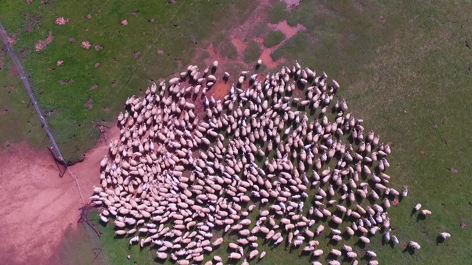 青海省三江源玉树草原羊群航拍视频的预览图