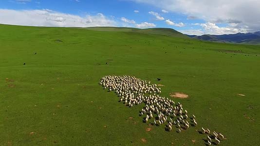 青海省三江源玉树草原羊群航拍视频的预览图