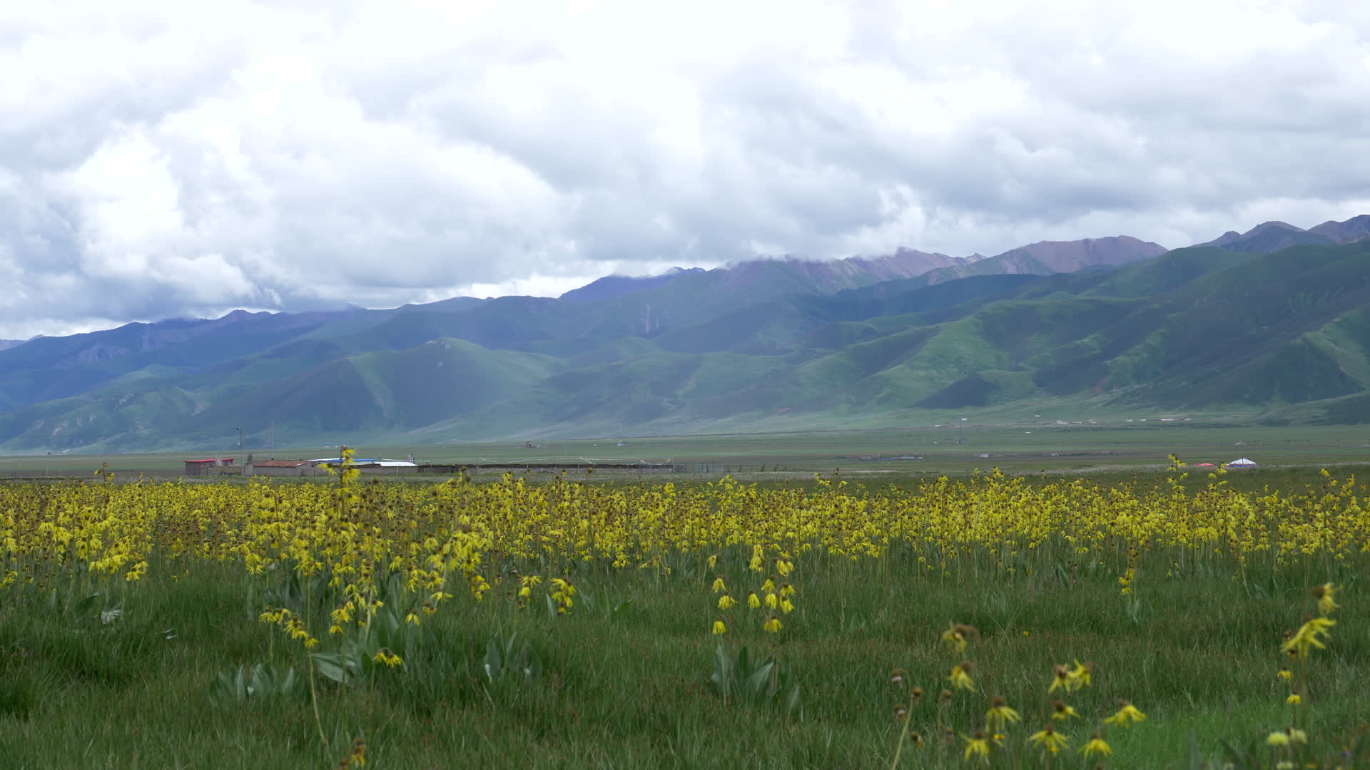 青海省青藏高原三江源高海拔野花视频的预览图