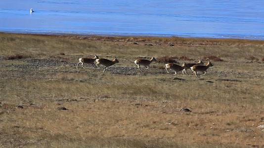 青海湖自然保护区保护动物普氏原羚视频的预览图
