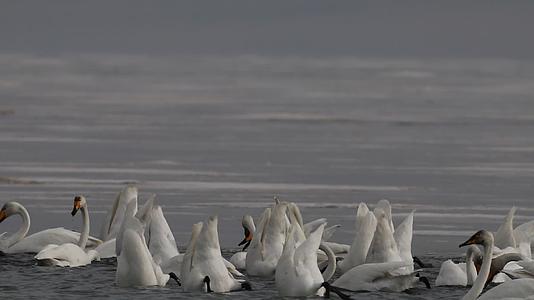青海湖自然保护区白天鹅进食视频的预览图