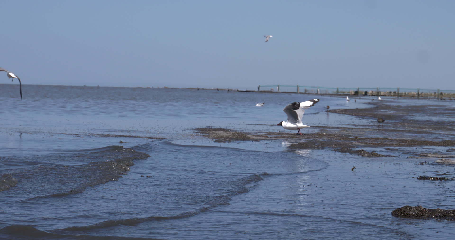 青海湖自然保护区湿地海鸥实拍4k视频的预览图