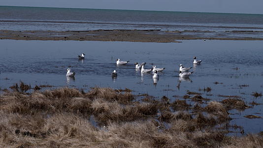 青海湖自然保护区湿地海鸥实拍4k视频的预览图