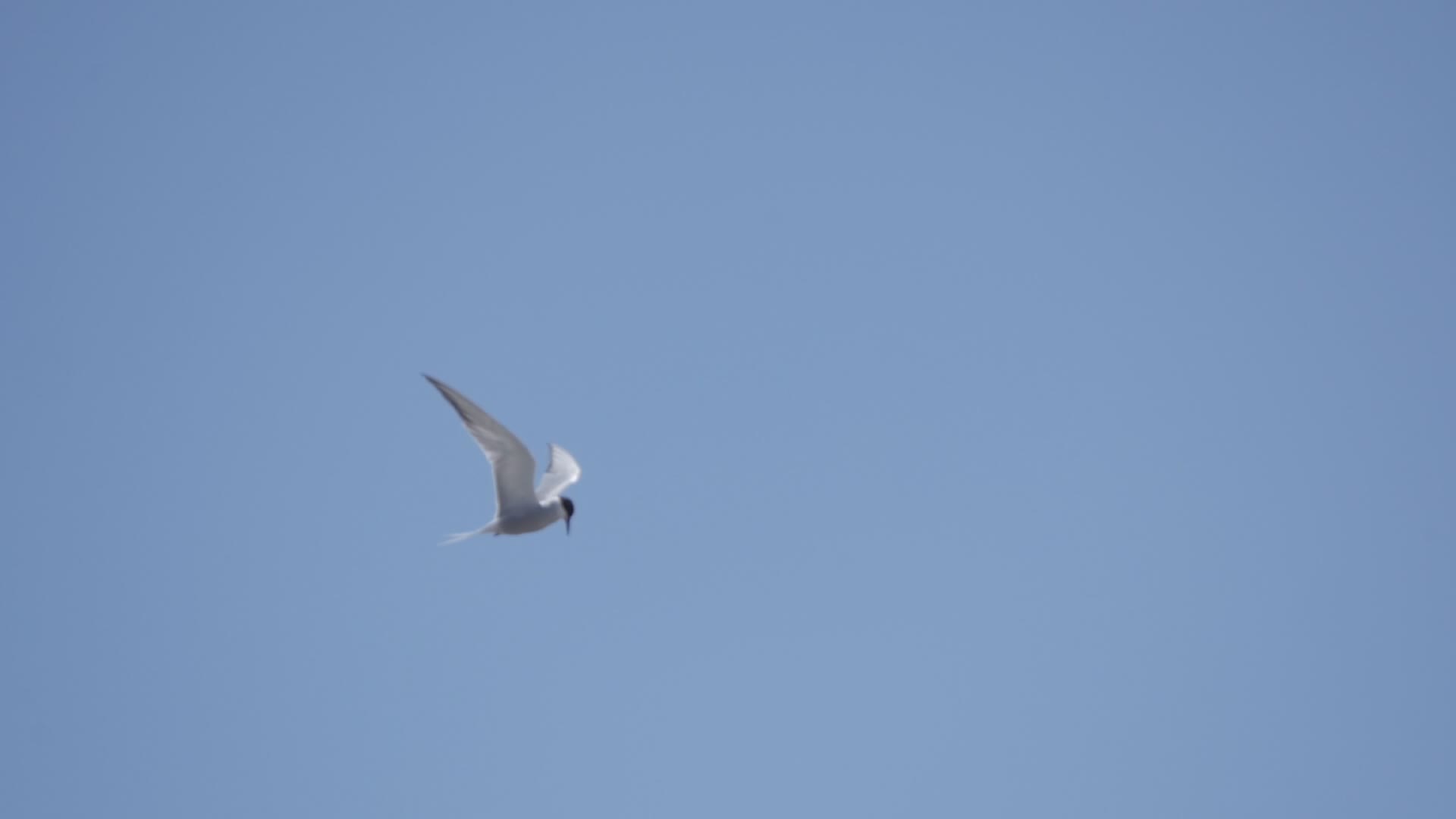 青海湖自然保护区海鸥飞翔运动升格视频视频的预览图