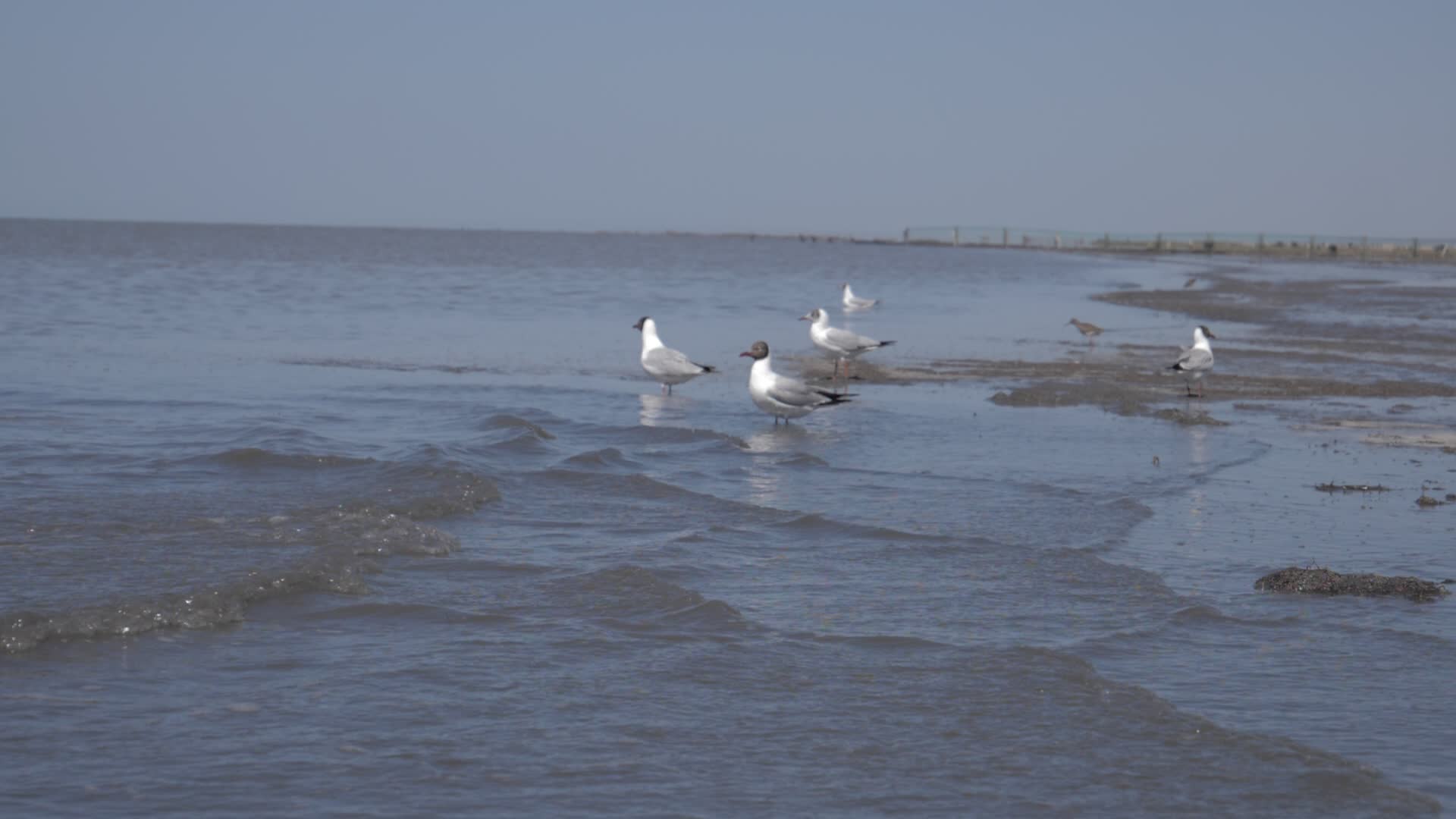 青海湖自然保护区海鸥飞翔运动升格视频视频的预览图