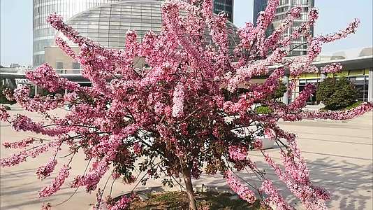 粉红色垂枝梅开花视频的预览图