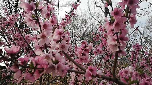 桃花盛开很美丽视频的预览图
