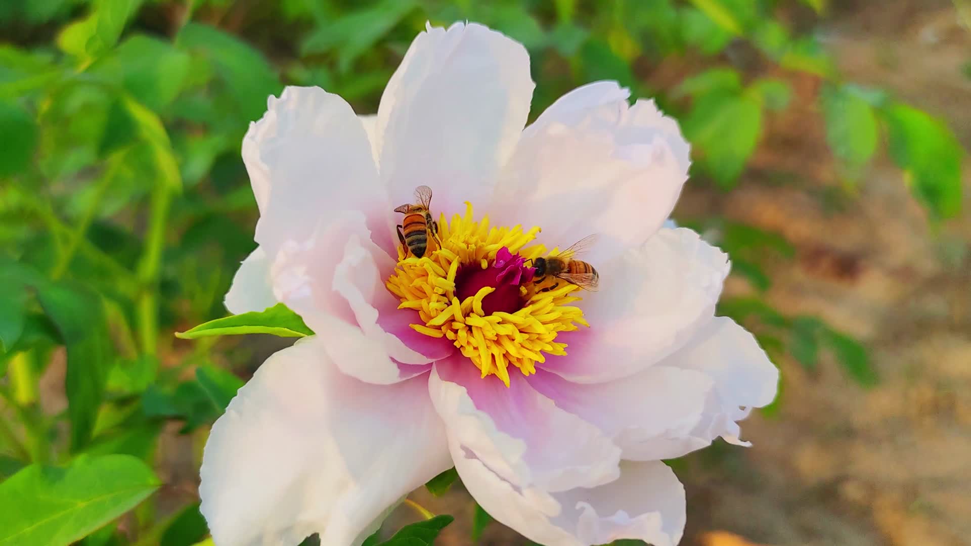 小蜜蜂采蜜视频的预览图