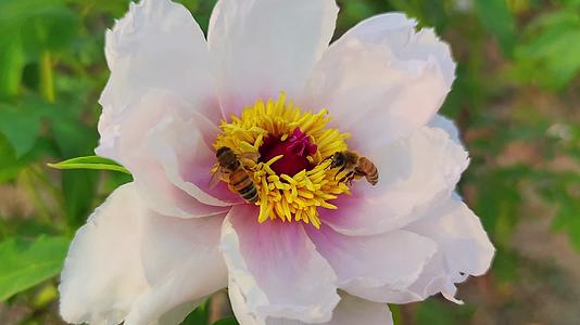 牡丹花小蜜蜂采蜜视频的预览图