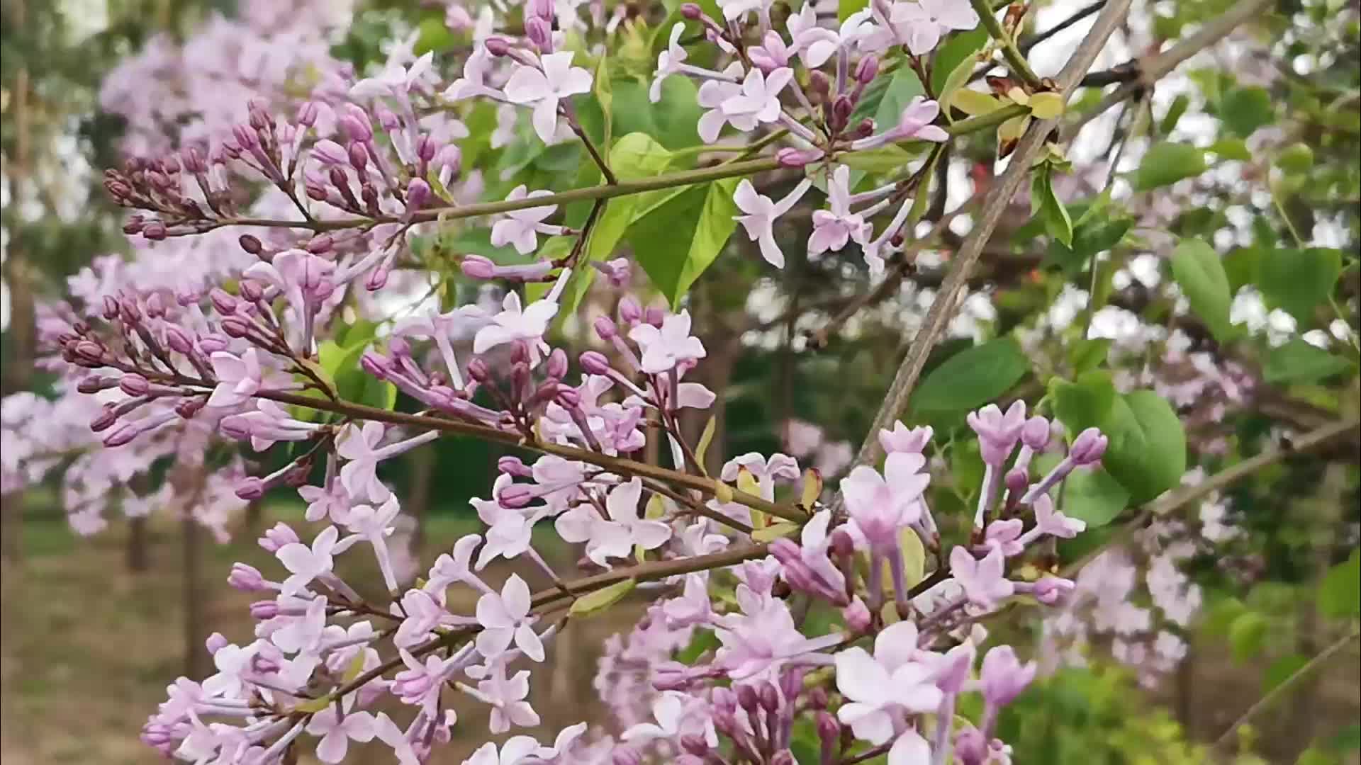 丁香花开的很美丽视频的预览图