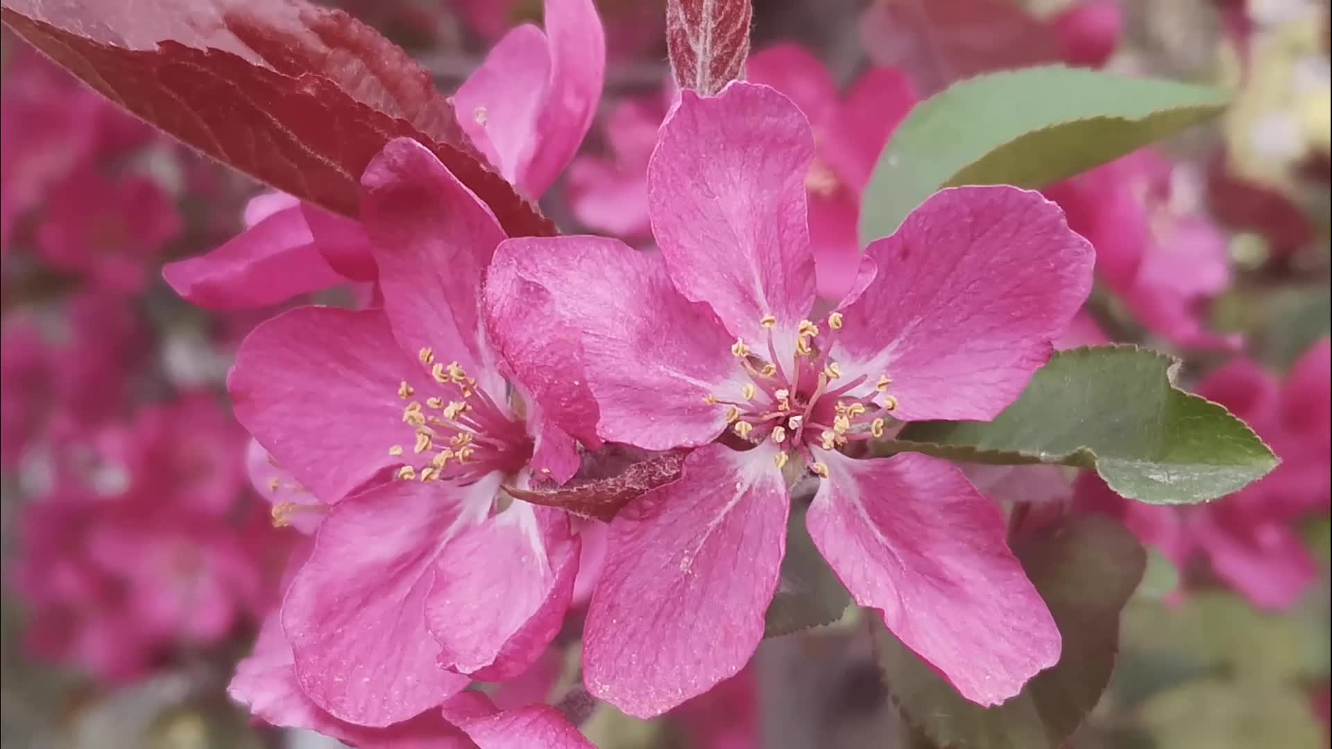 海棠花盛开很美丽视频的预览图