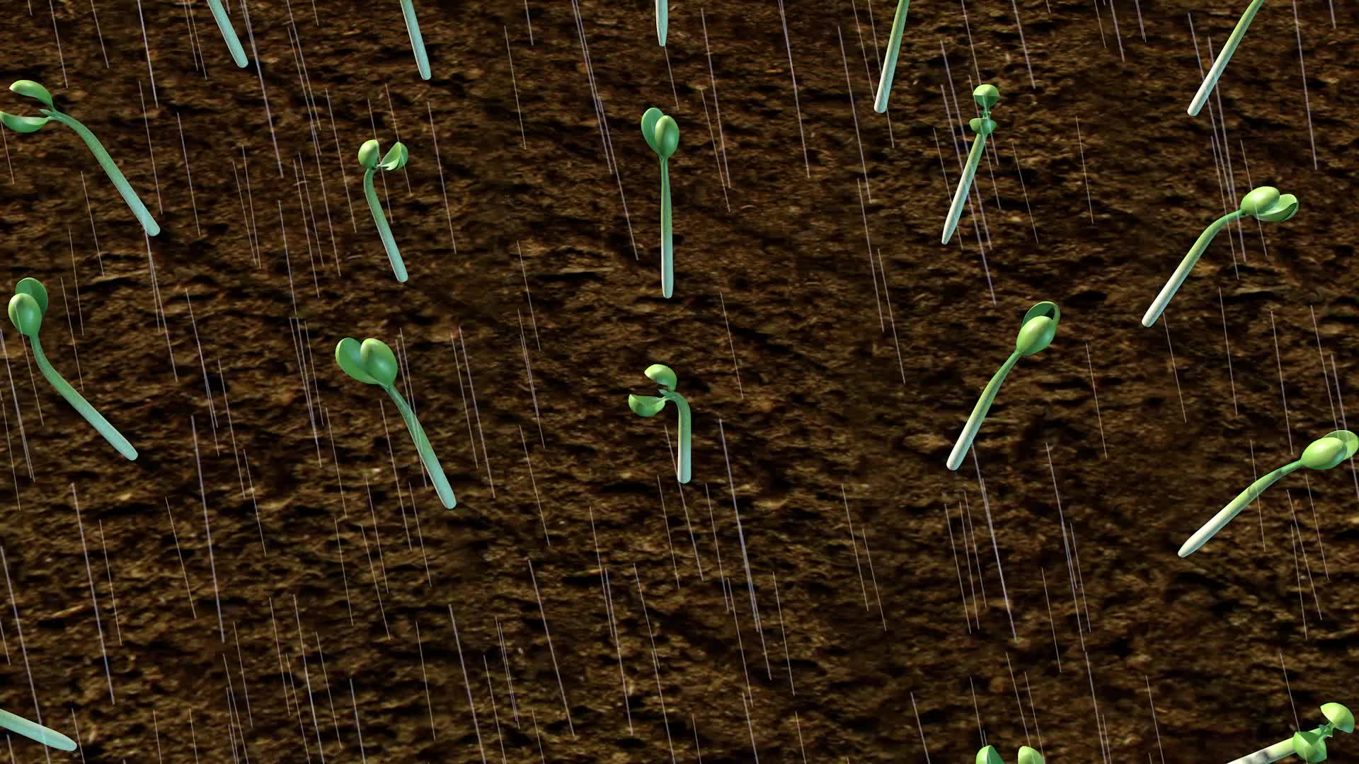 大豆生长全过程视频的预览图