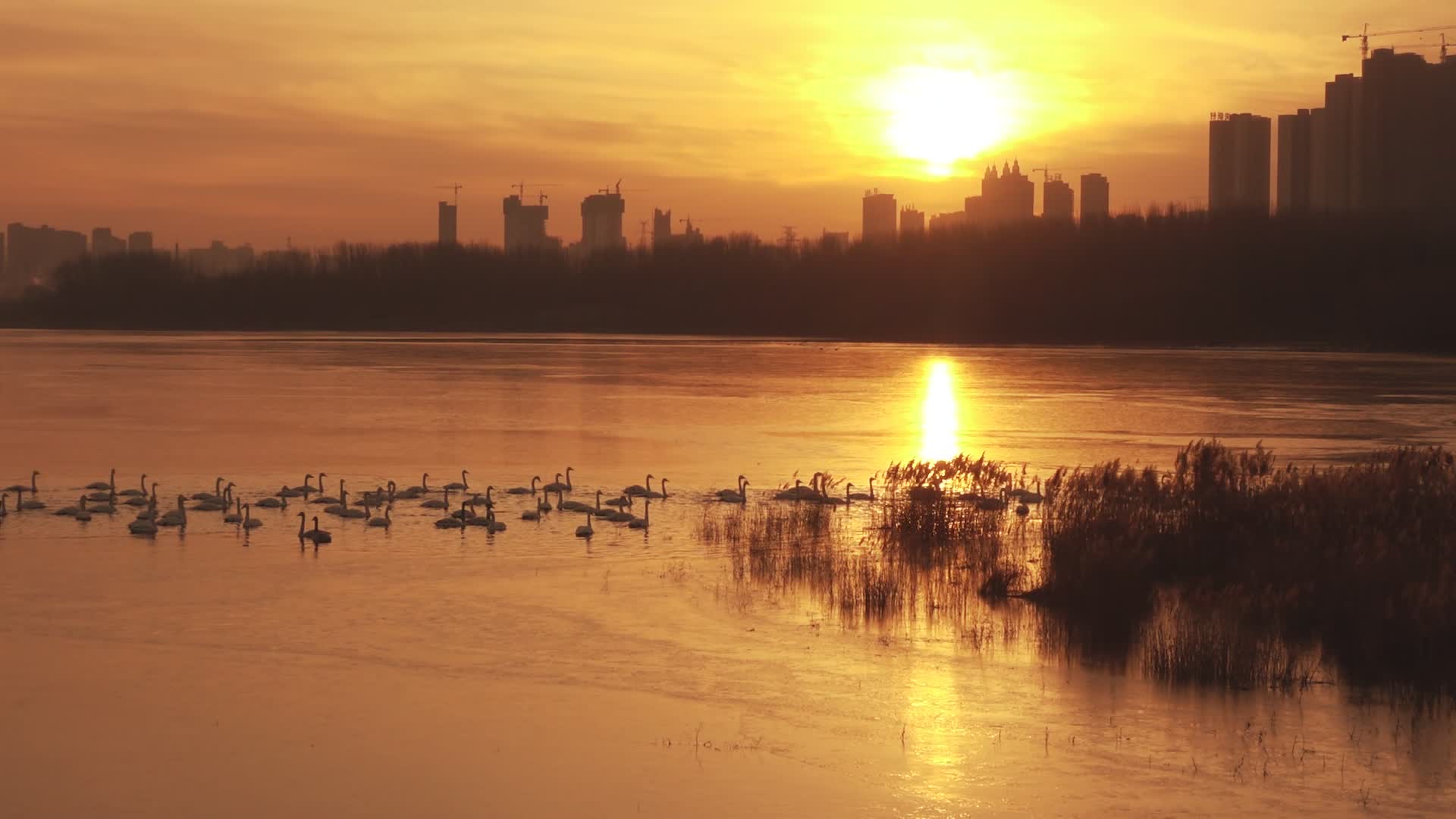 城市湿地公园日出视频的预览图