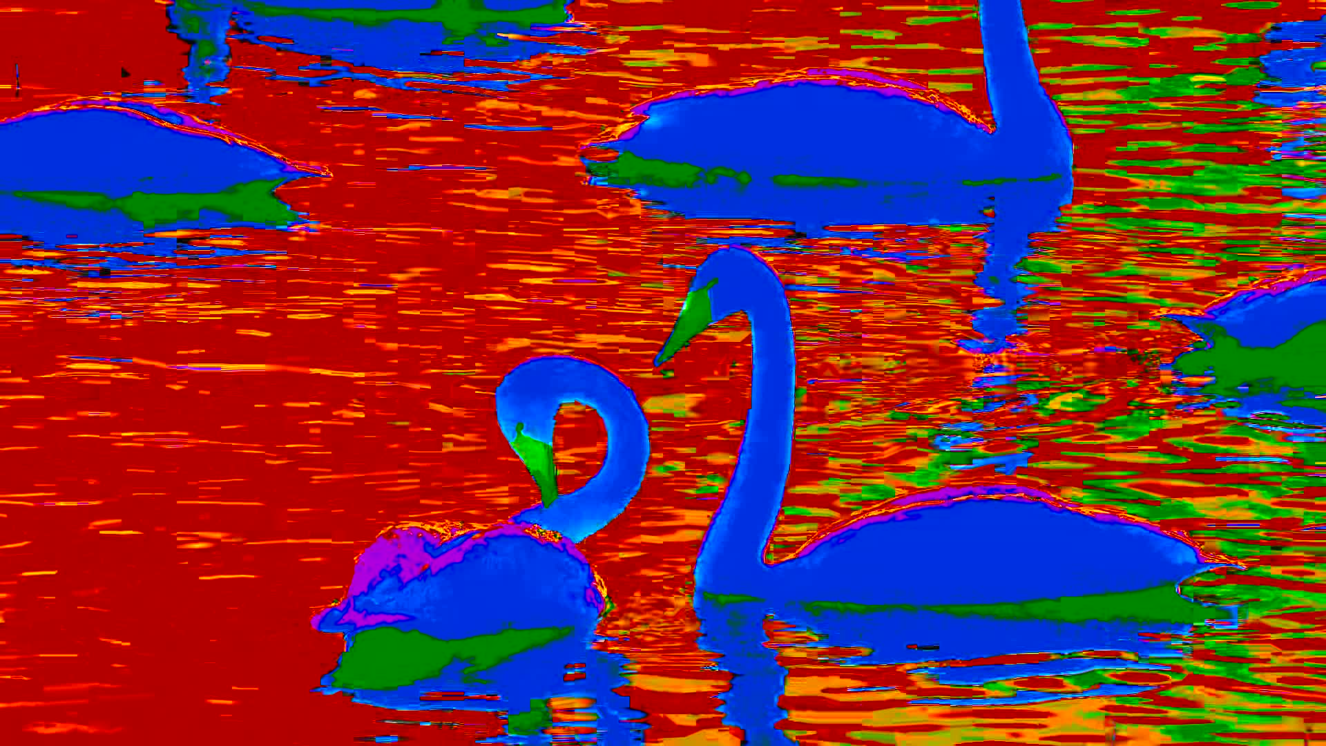 奇异色彩天鹅湖视频的预览图