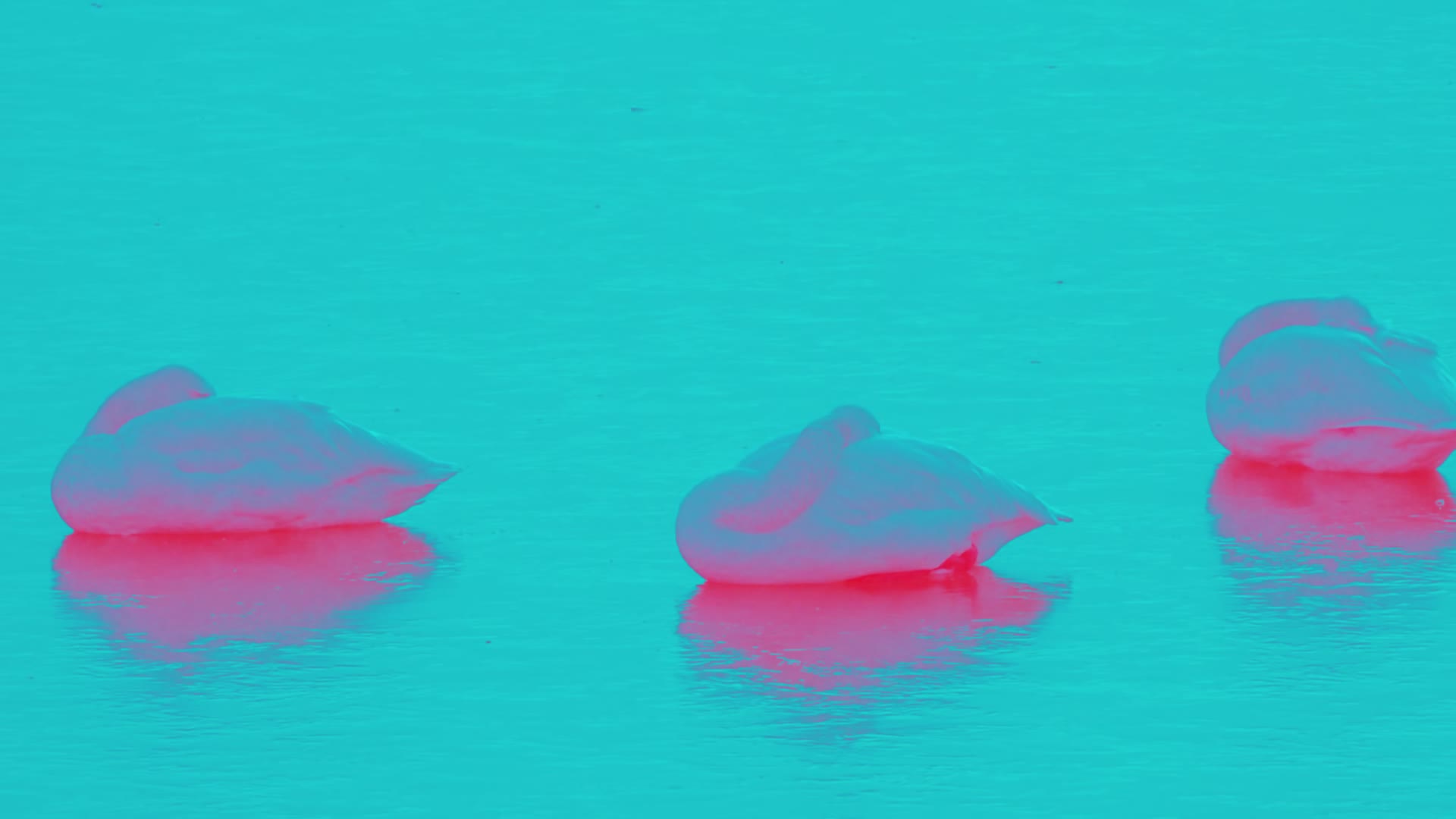奇幻色彩天鹅湖视频的预览图
