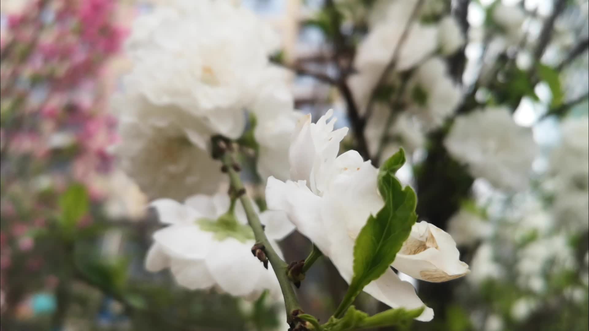 美丽的白色樱花开的真好看视频的预览图
