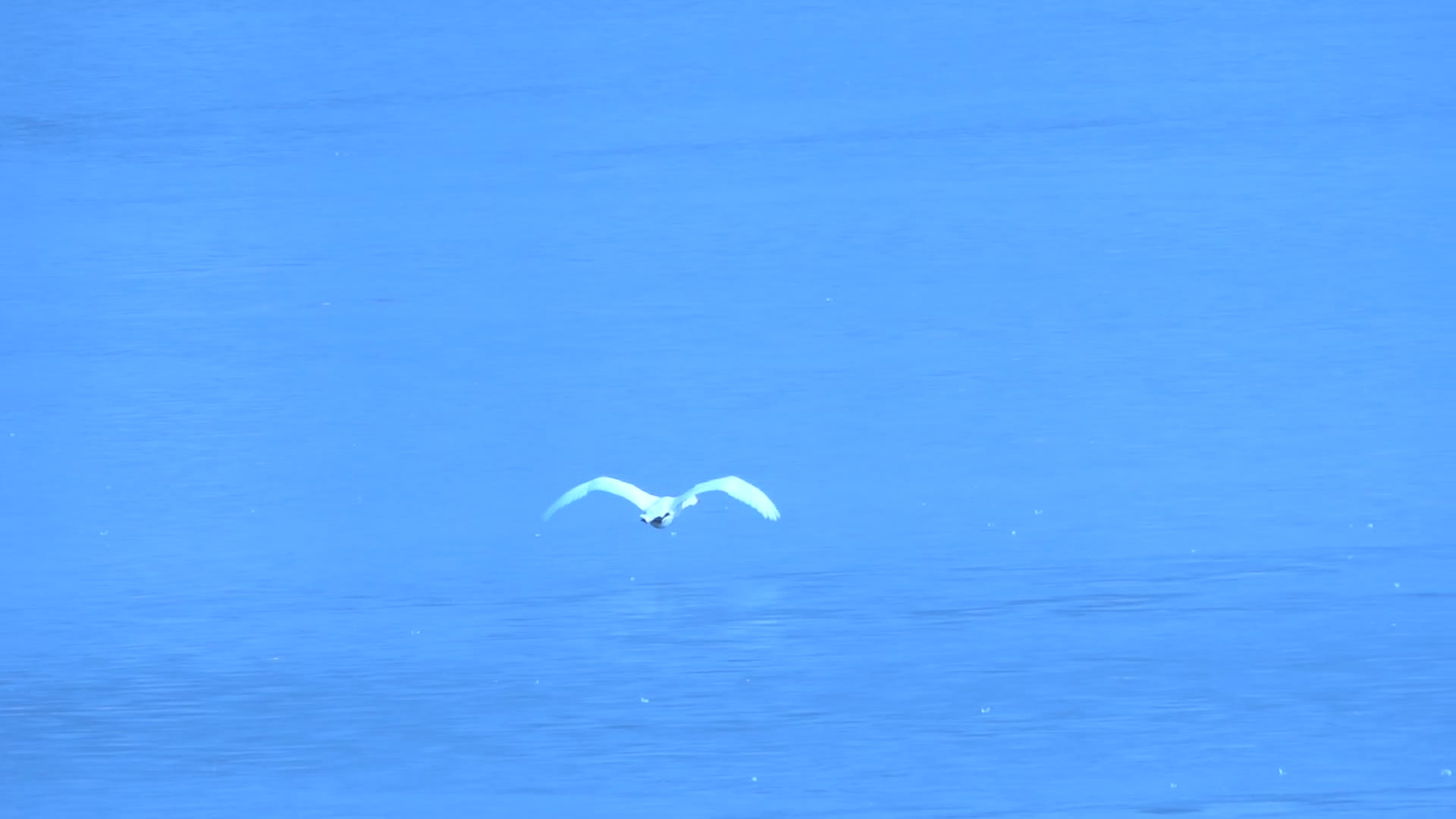 飞翔的天鹅视频的预览图
