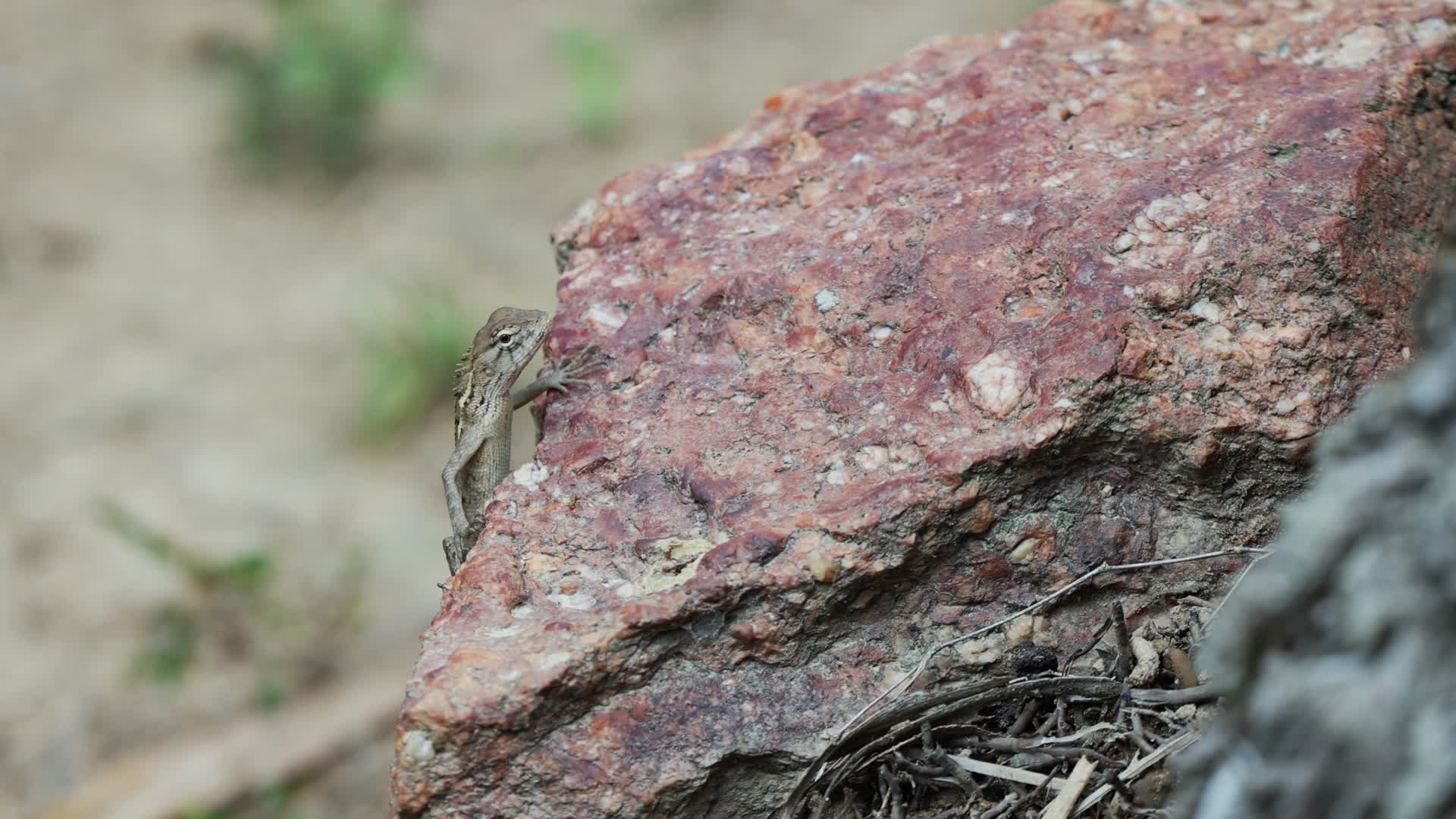 4K实拍蜥蜴在石头上快速移动视频的预览图