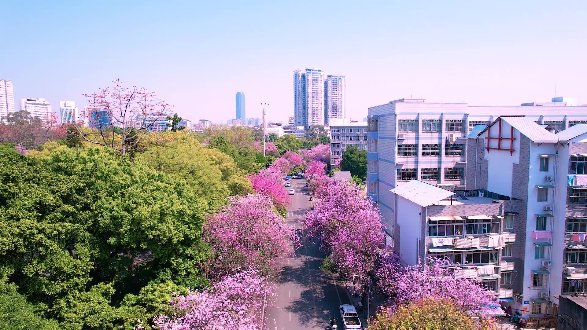 柳州紫荆花视频的预览图