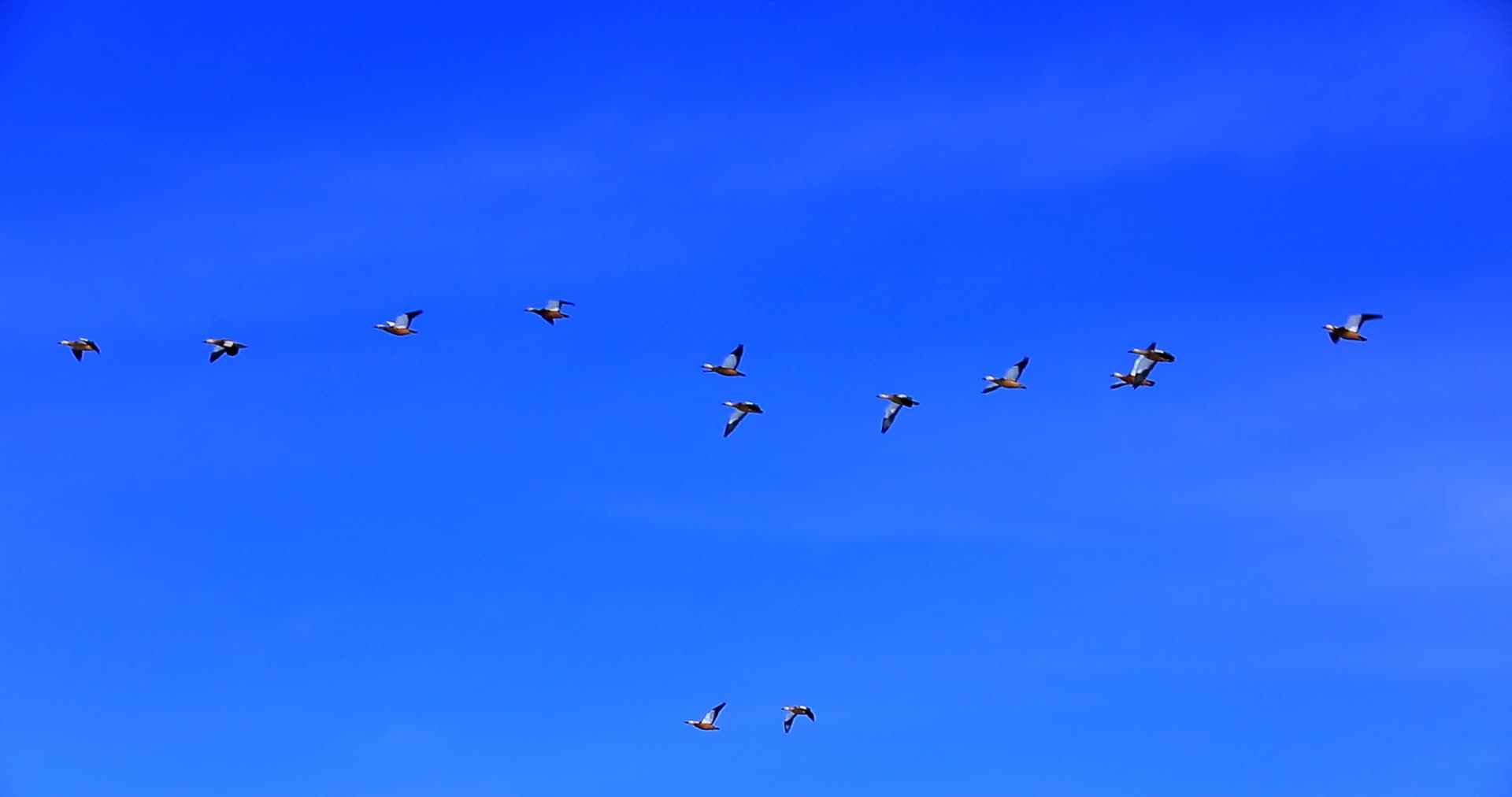 青海湖冬季结冰斑头雁视频的预览图