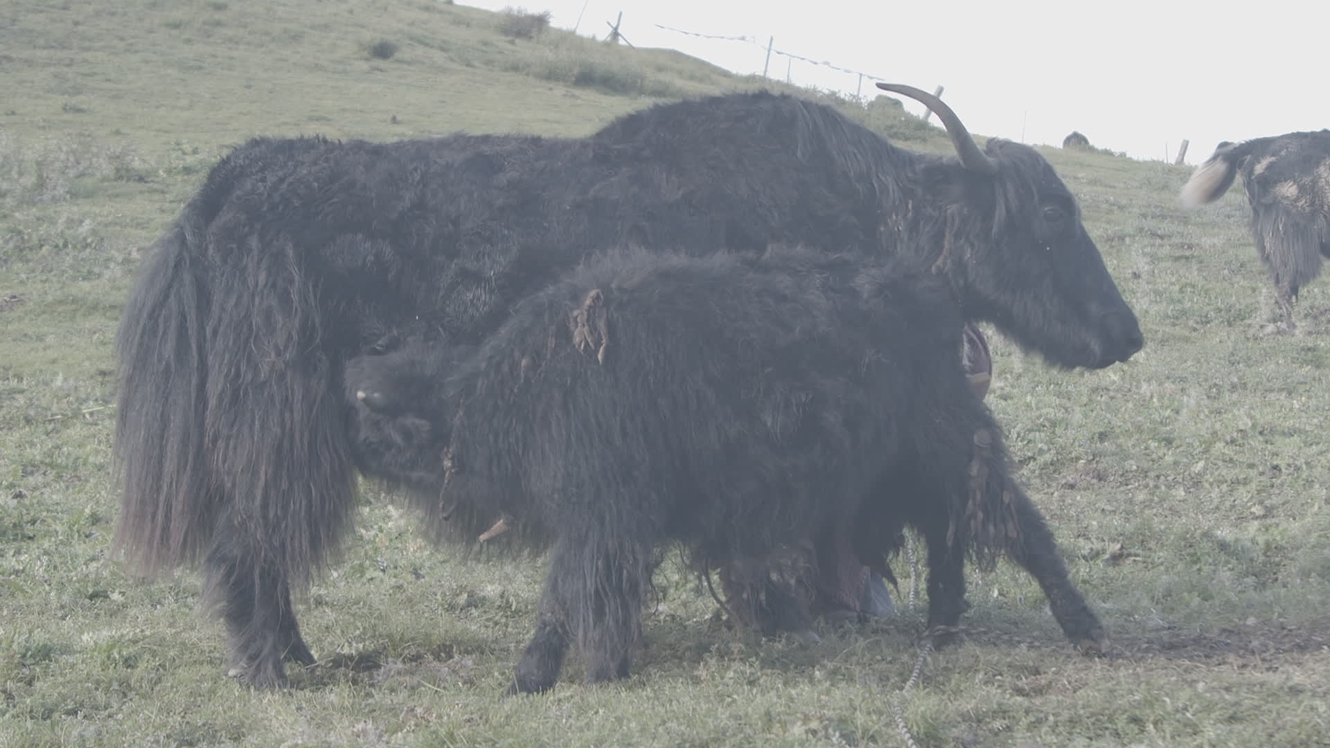 高原上的藏牦牛视频的预览图