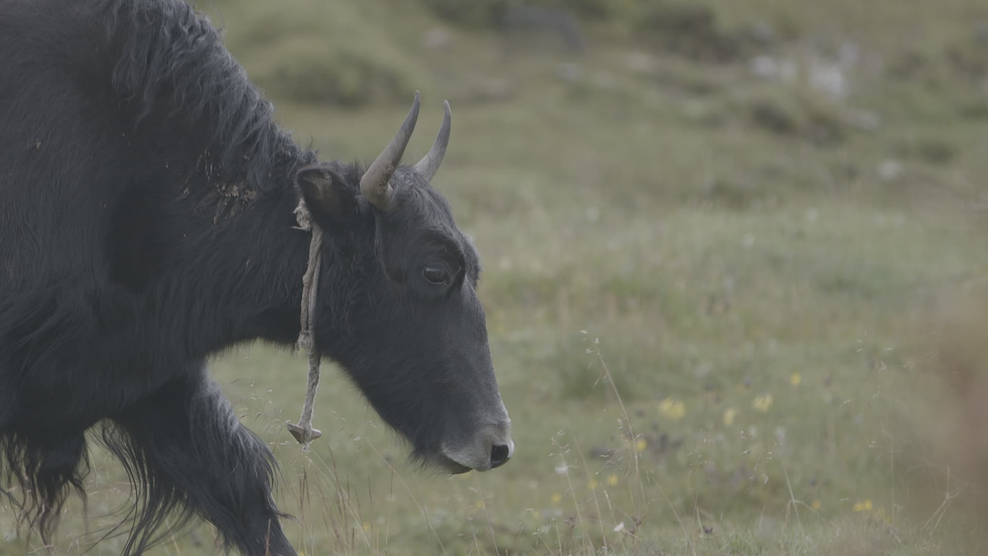 高原上的藏牦牛视频的预览图
