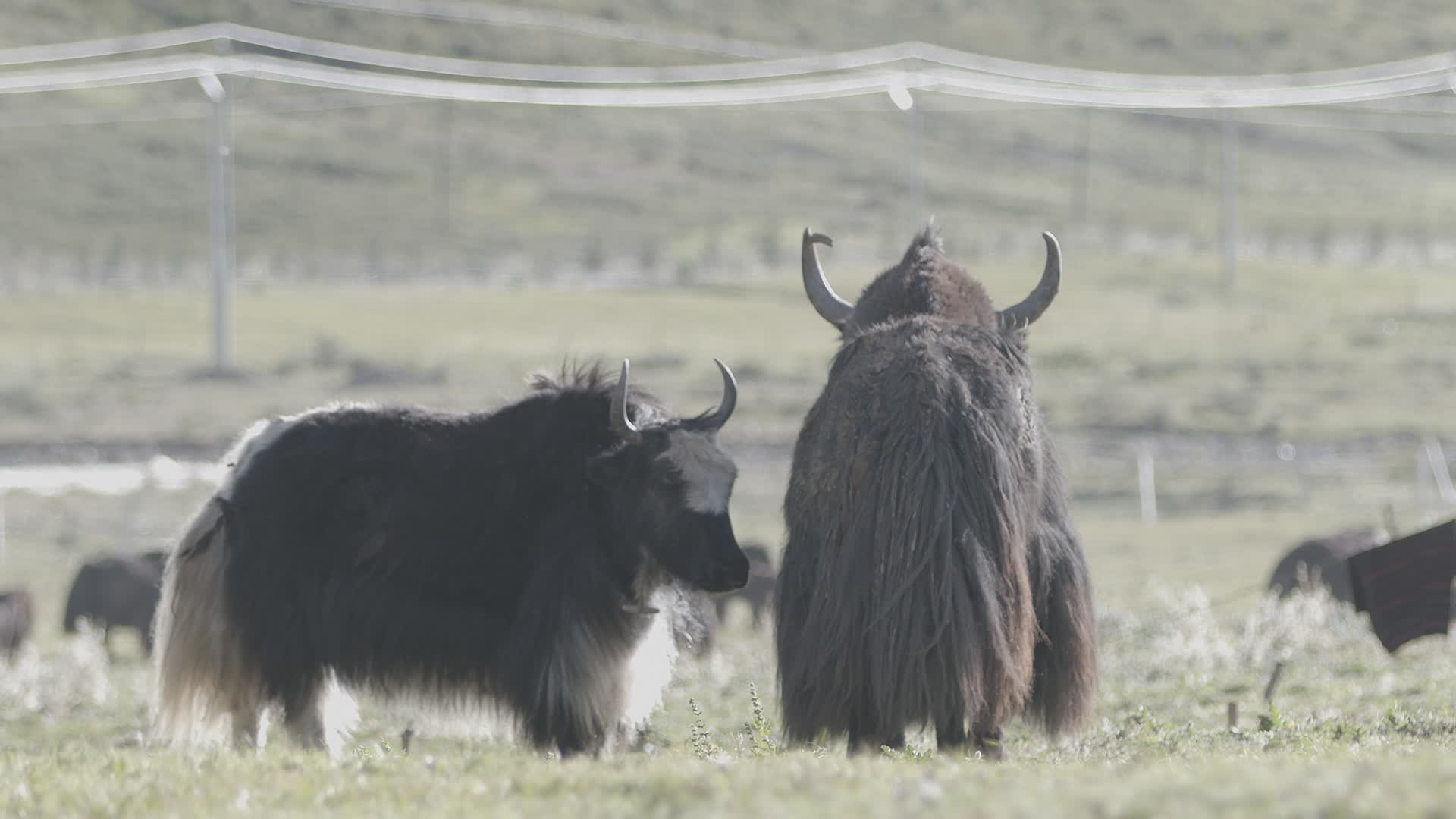 行走在高原上的牦牛视频的预览图