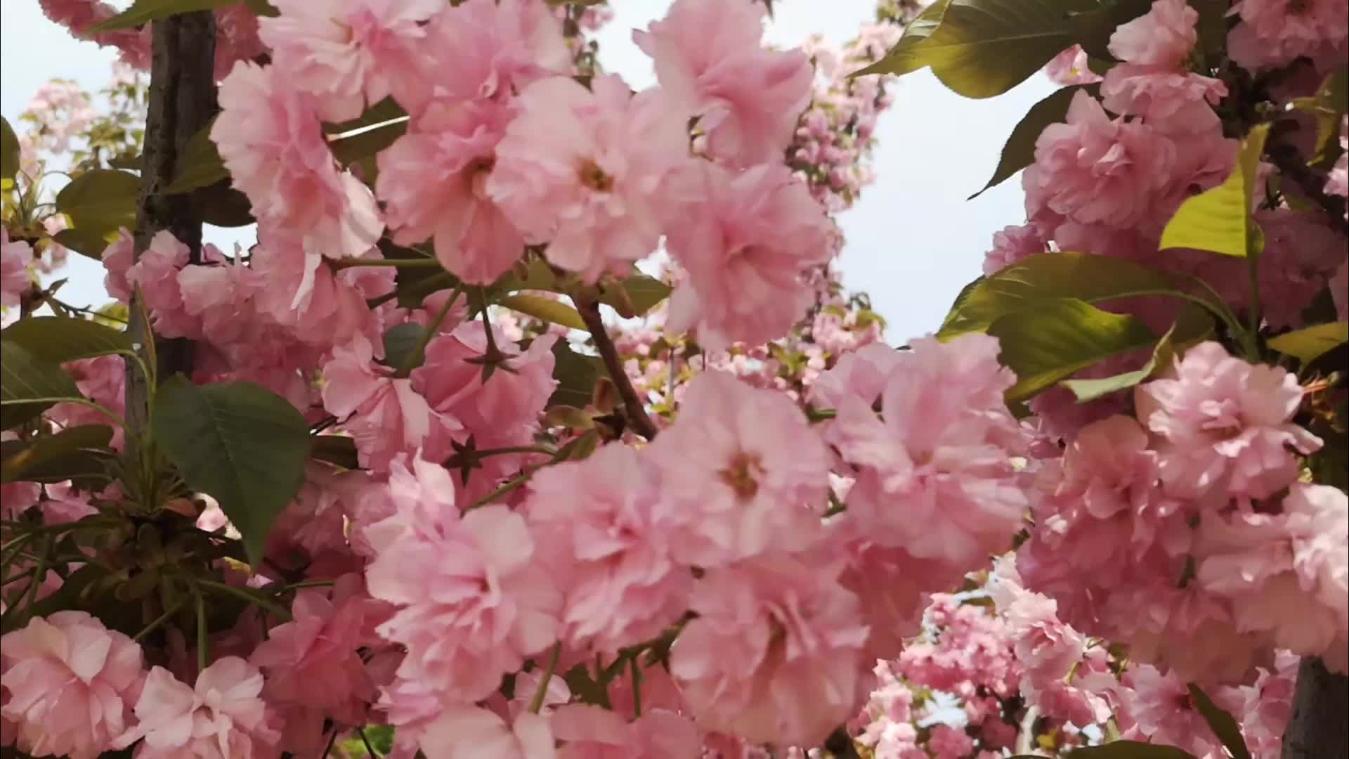 每根树枝都是艺术造型的海棠花太美了视频的预览图