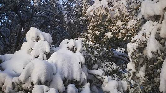 实拍冬天树枝树叶雪景视频的预览图