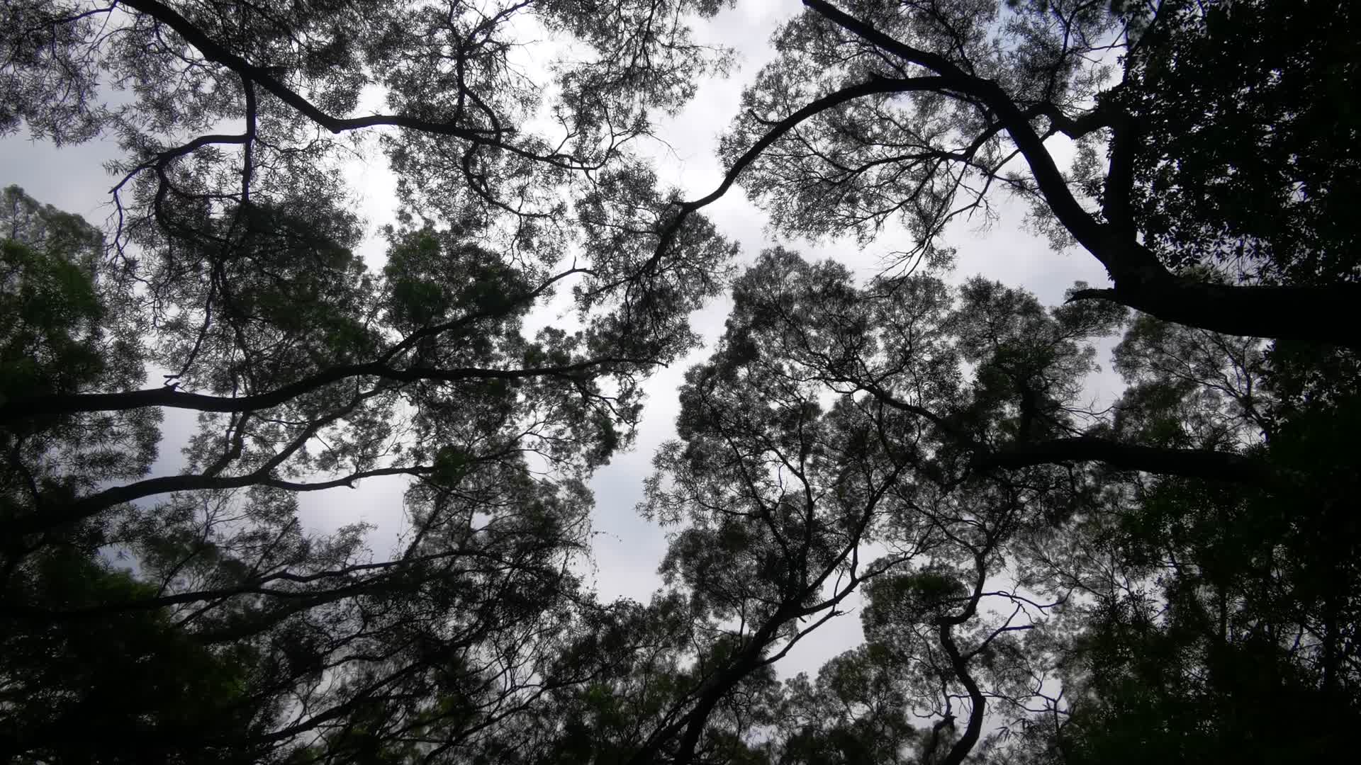 仰拍绿色森林植物树叶视频的预览图