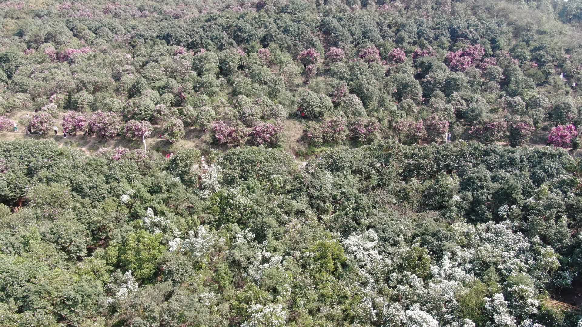 航拍湖南怀化中坡山山茶花视频的预览图