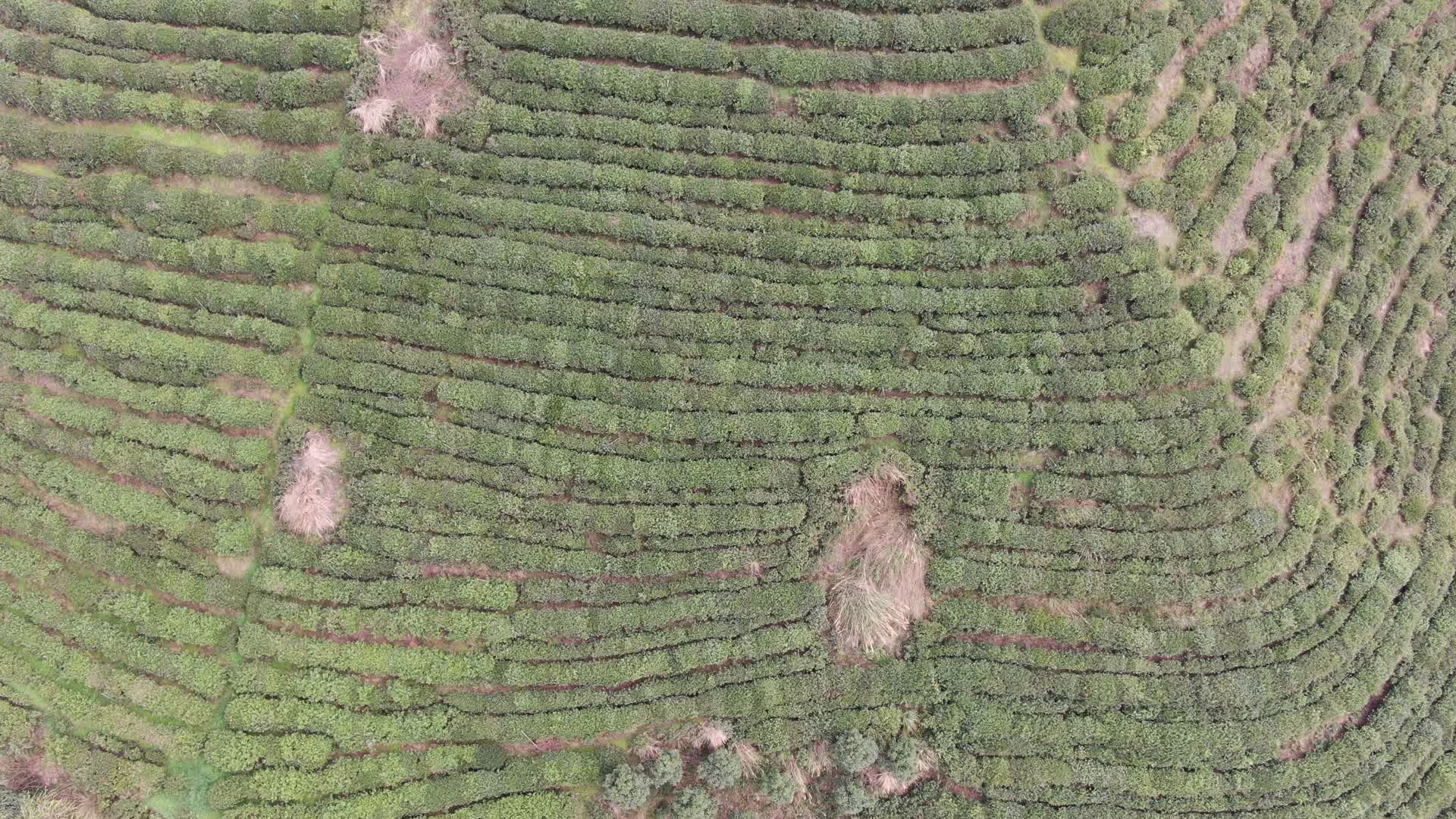 航拍绿色茶园种植基地视频的预览图