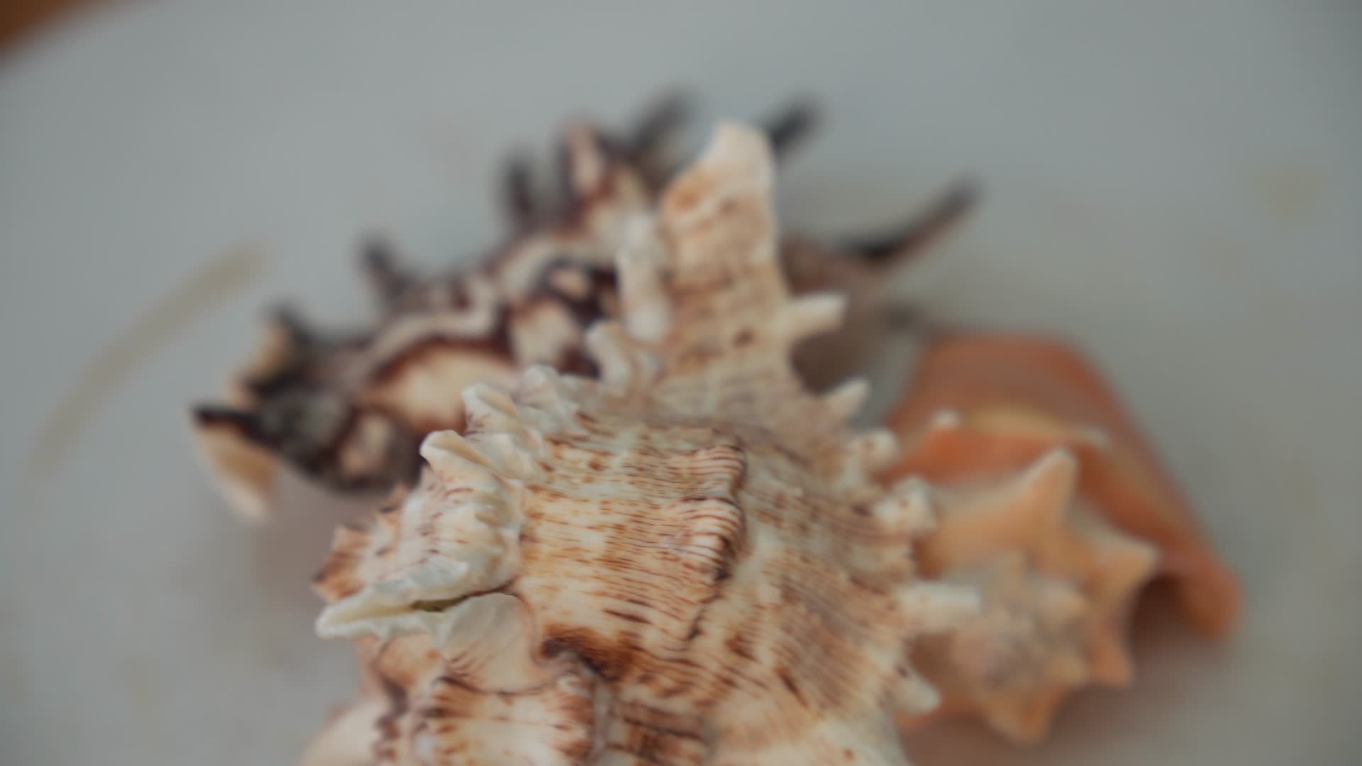 实拍大海贝壳视频的预览图