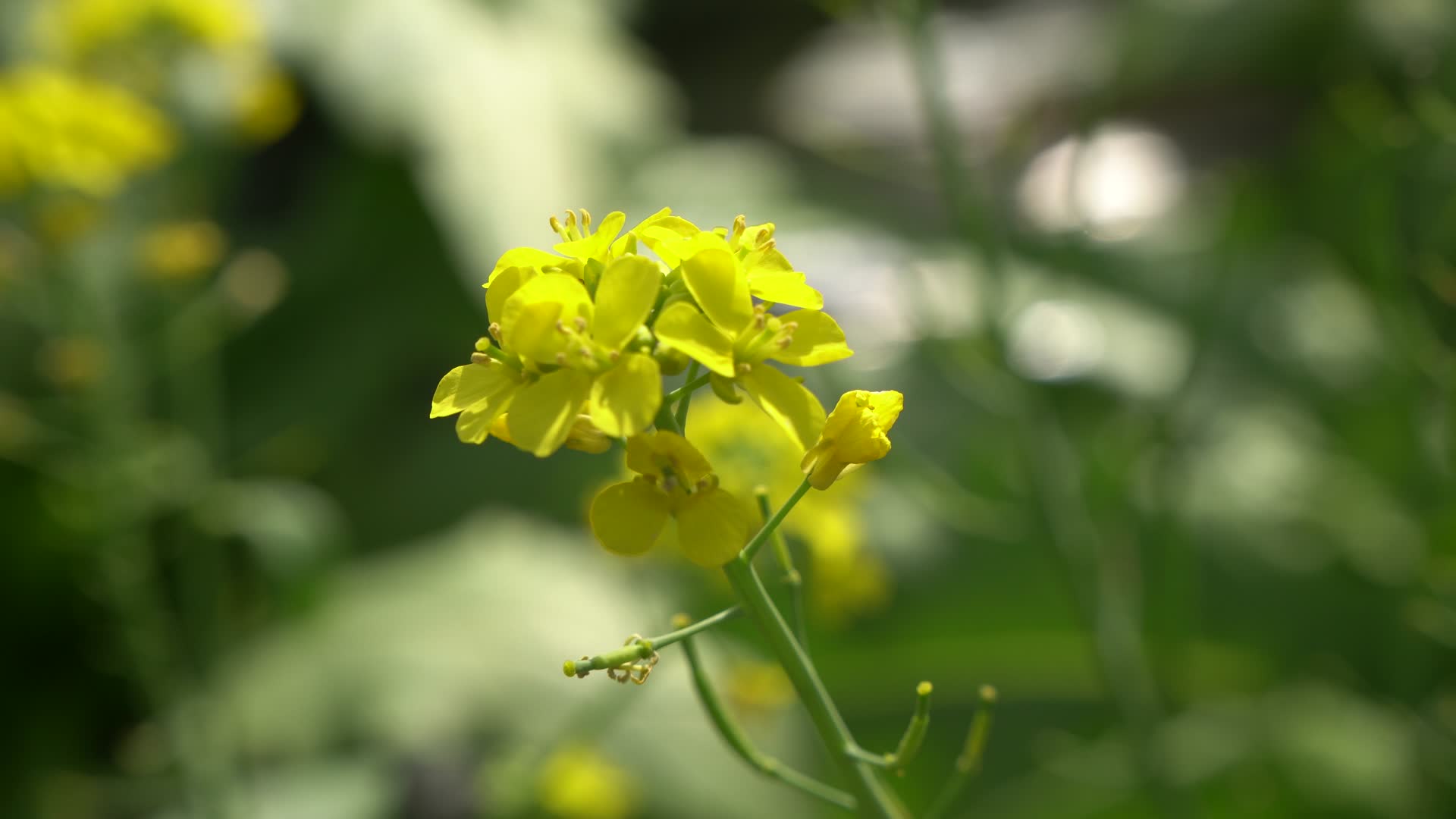 实拍春季金黄油菜花视频的预览图