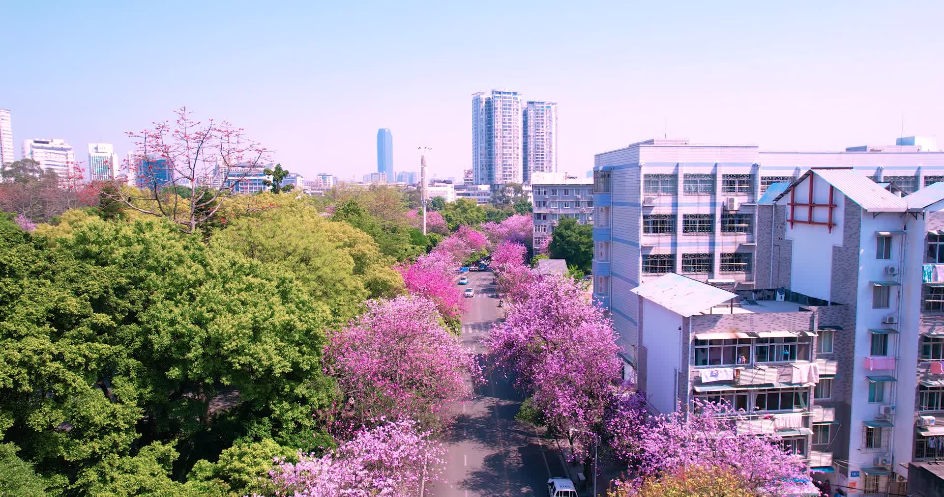 4k柳州紫荆花视频的预览图