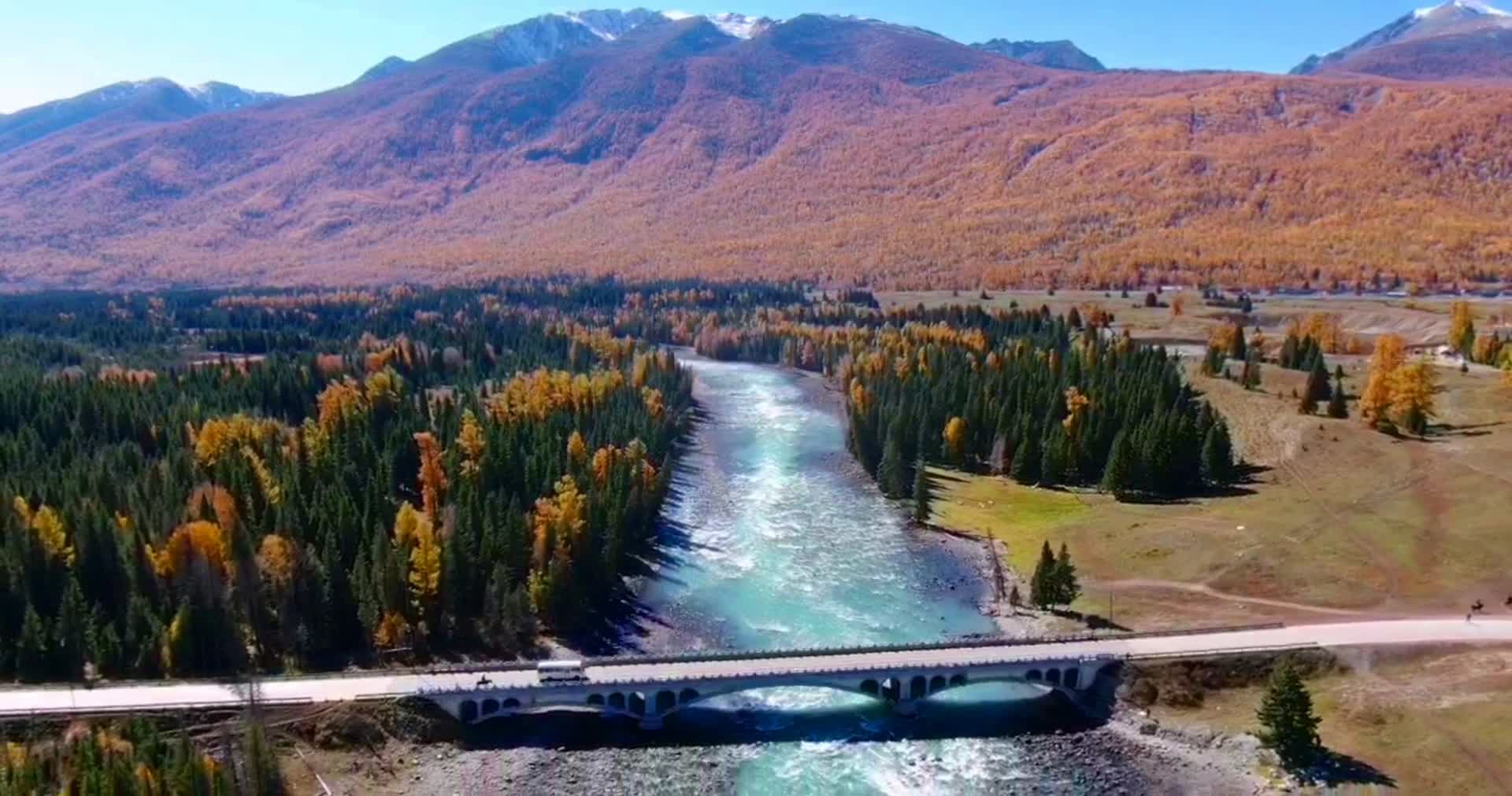 航拍新疆北疆阿勒泰喀纳斯河秋景视频的预览图