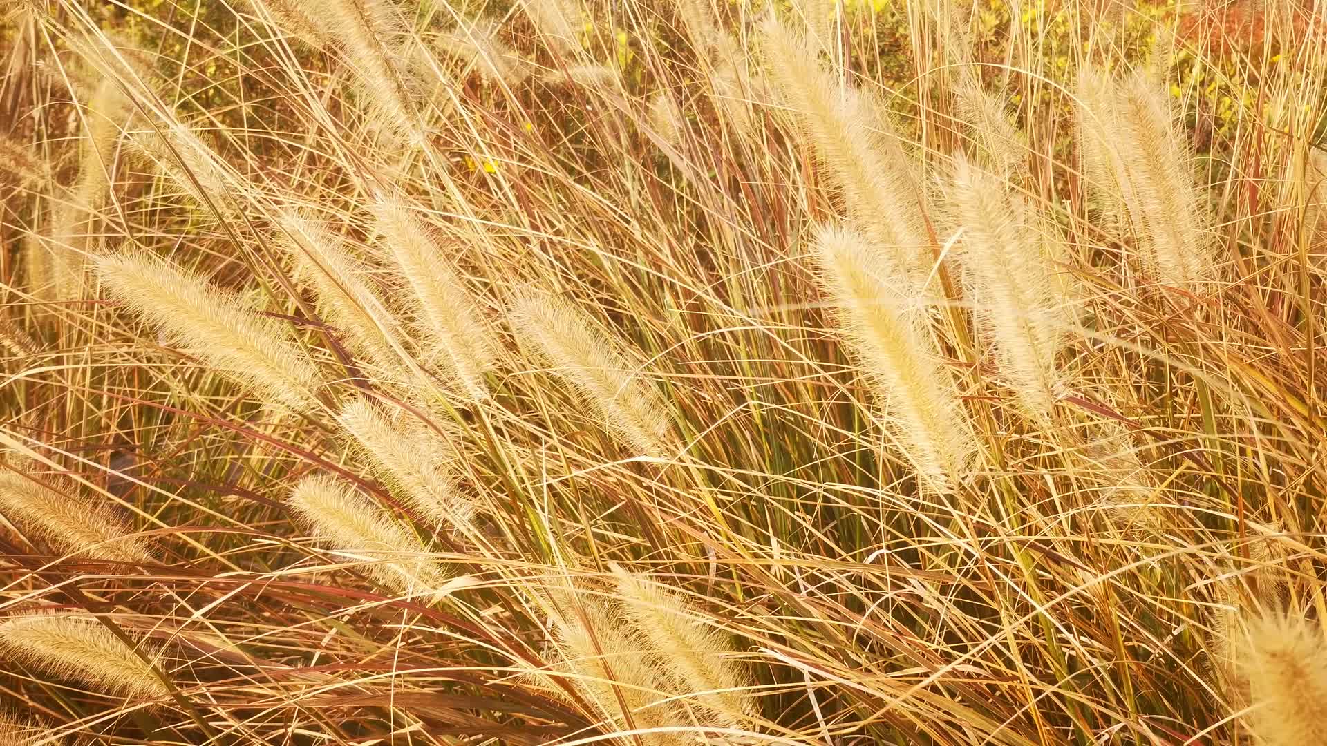 实拍秋天芦苇野草芦苇视频的预览图
