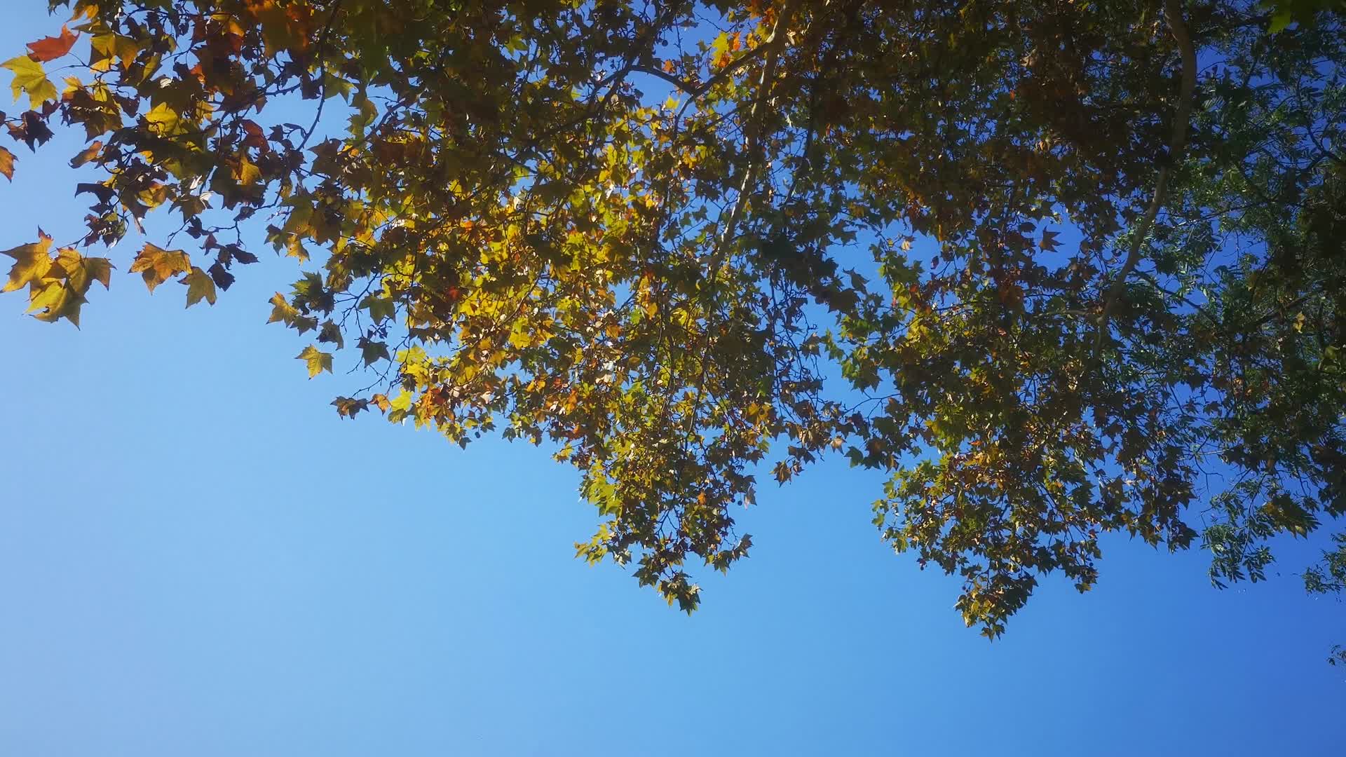 实拍蓝天枫叶植物树叶视频的预览图
