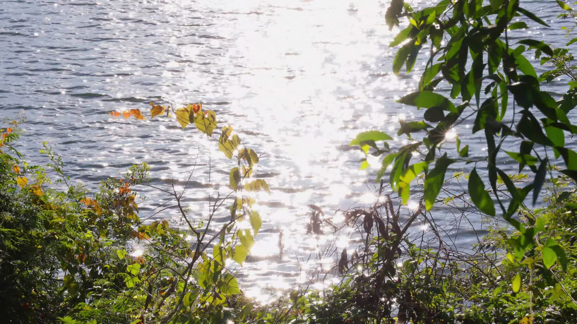 4K实拍晴天波光粼粼的湖面视频的预览图