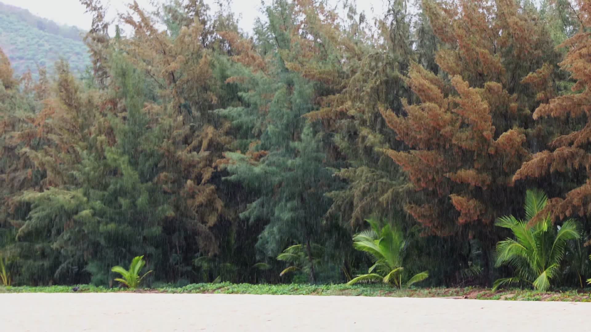 4K实拍下雨天海边沙滩的树林视频的预览图