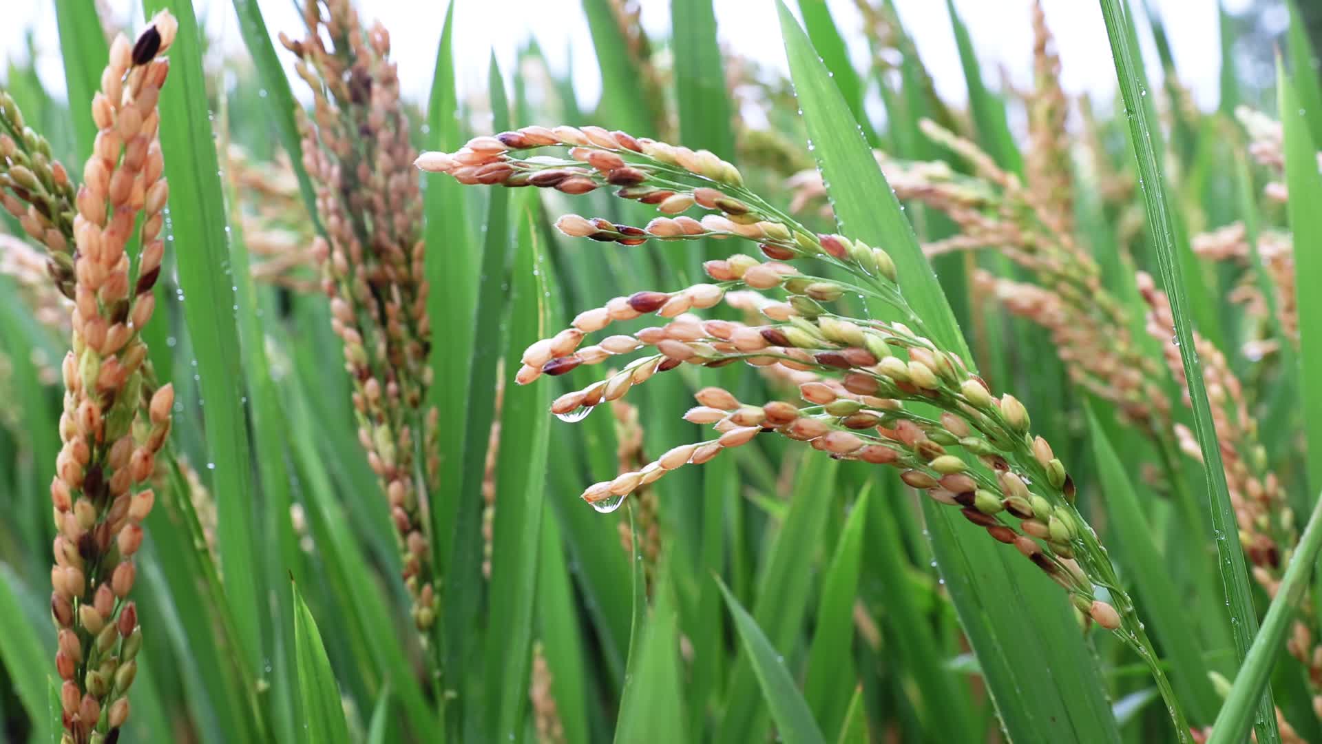 4K实拍丰收前雨天的稻田视频的预览图