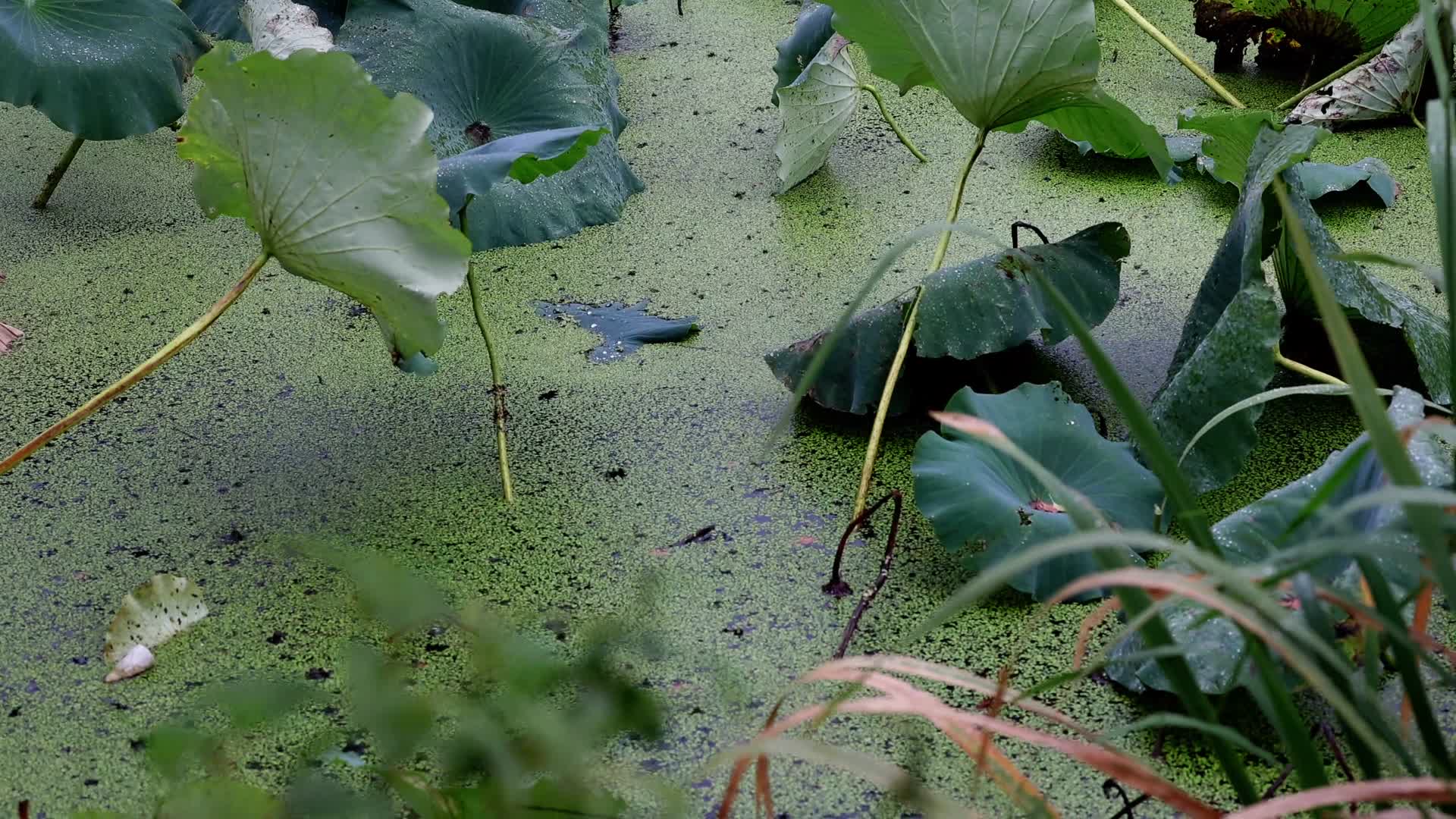 4K实拍雨天池塘里的浮萍视频的预览图