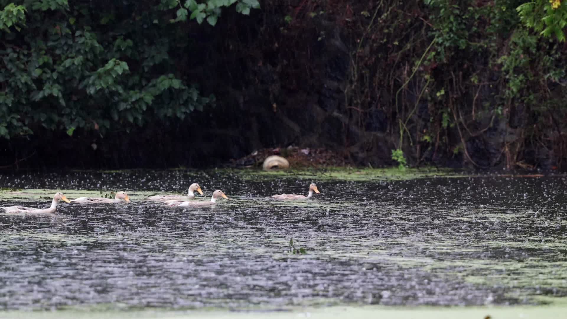 4k实拍下雨天农村池塘里的鸭子们视频的预览图